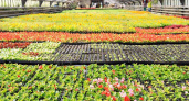 Брянск украсили 100 тысяч тюльпанов