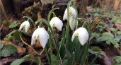 В Брянске зацвели подснежники — в феврале вместо апреля