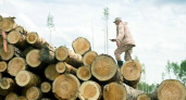 Доходы от использования брянских лесов подросли на 5%