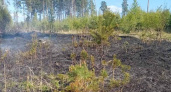 За пятницу в Брянской области произошло 14 лесных пожаров