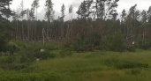 Появилось видео ураганного «лесоповала» под Сельцо Брянской области