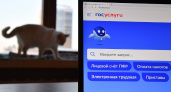 Первое место среди мобильных приложений в России у Госуслуг - TelecomDaily