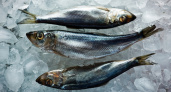 Балтийская сельдь оказалась под угрозой вымирания ради корма норвежскому лососю