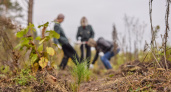 В Брянской области за шесть лет высадили 21,5 тыс. га новых лесов