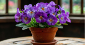 Не специя, а золото: жменька в горшок — и фиалка здоровее коня, не болеет, цветёт круглый год