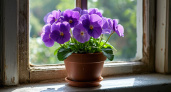 Лью в горшок — и фиалка становится неотразимой: цветёт так, словно готовится на выставку  — бутонизация будет эталонной