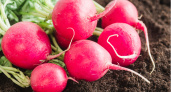 5 ложек на ведро — и редис попрет как на дрожжах: вырастает крупным и сладким — мощная подкормка