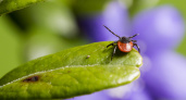 Клещи боятся как огня: домашнее средство, а защищает лучше любого покупного аэрозоля