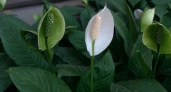 Спатифиллум разразится буйным цветением: помогут всего 2 цитруса – сплошная польза
