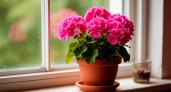 Комары и мошки не подлетят: выращиваю на окне «неприятный» для них цветок