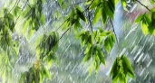 Брянскую область накроют грозы и шквалистый ветер