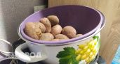 В Брянской области начали уборку раннего картофеля - ожидают большой урожай