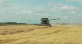 В Брянской области началась уборка урожая-2025, с озимого ячменя и рапса