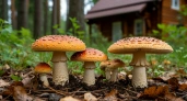 Перенес лесные грибы на свой участок. Раскрываю все секреты осеннего «посева» для будущего урожая