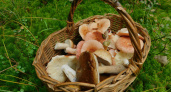 В Брянской области в ноябре зафиксировали щедрый грибной урожай