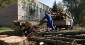 В Брянске по требованию прокуратуры ликвидировали аварийное дерево возле медучреждения