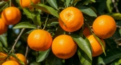 Лучше они сгниют на ветке - хозяин сада в Абхазии рассказал, почему качественные мандарины не доезжают в Россию