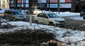 Брянская прокуратура согласилась с необходимостью ликвидации деревьев по улице Куйбышева