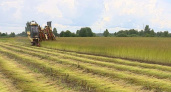 В Брянской области началась уборка льна-долгунца