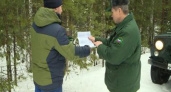 Брянские лесники пока не выявили ни одного «новогоднего» браконьера