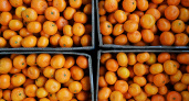 Предновогодний экспорт мандаринов из Абхазии в Россию сократился из-за неурожая