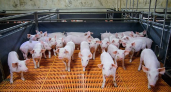 «Мираторг» локализовал свиноводческую селекционно-генетическую цепочку