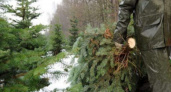 В Брянской области стражи порядка изъяли 306 незаконных новогодних ёлок