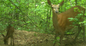 «Брянский лес» показал попавших в фотоловушки благородных оленей