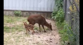 Брянский зоопарк показал детёныша саблезубых оленей – мунтжаков