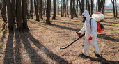 Парки Брянска в преддверии сезона обработают от клещей