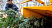 На карте «+1Город» появились пункты приёма новогодних ёлок для переработки