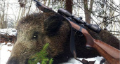 В Карачеве отправлен под суд браконьер, охотившийся в заказнике на кабанов