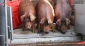 Россельхознадзор с начала года отправил из Брянской области более 380 тысяч животных. В основном, свиней