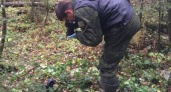 Брянские следователи проводят проверку по телу, обнаруженному грибниками под Карачевом