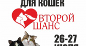 «Забери меня домой»: в Брянске пройдёт выставка кошек от приюта «Второй шанс»