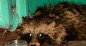 Брянские зооволонтёры ищут хозяина потерявшегося домашнего енота