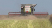 В Брянской области завершается уборка рапса