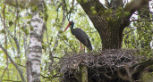 Чёрный аист вернулся в спасённый от вырубки брянский лес