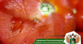 В Брянской области не пустили в Москву 19,5 тонн зараженных молью томатов