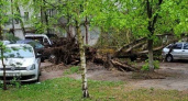 В Брянске на проспекте Московском упало дерево, поврежден минимум один автомобиль