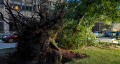 Последствия воскресного урагана в Брянске: два десятка упавших деревьев, повреждённый дом, пять придавленных автомобилей