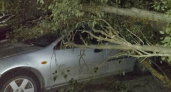 Три автомобиля раздавлены упавшим тополем во дворе дома в Брянске