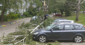 Дерево, рухнувшее от ветра в Брянске, накрыло сразу три автомобиля