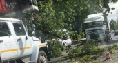 Дерево упало на контактную сеть и блокировало движение на улице Калинина в Брянске