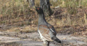 В заповеднике «Брянский лес» посчитали тетеревиных. И почти не встретили тетеревов