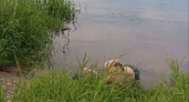 Брянские спасатели подняли из Десны под Трубчевском тело утонувшего подростка