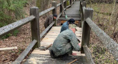 В заповеднике «Брянский лес» капитально обновляют основную экологическую тропу