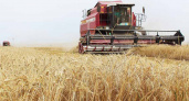 В Брянской области намолотили почти 2 млн тонн зерна — Богомаз