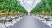Под Брянском постоят тепличный комплекс за 7,5 млрд. рублей. По новым правилам поддержки инвесторов