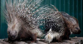 Брянский зоопарк объявил конкурс имён для малышей-дикобразов